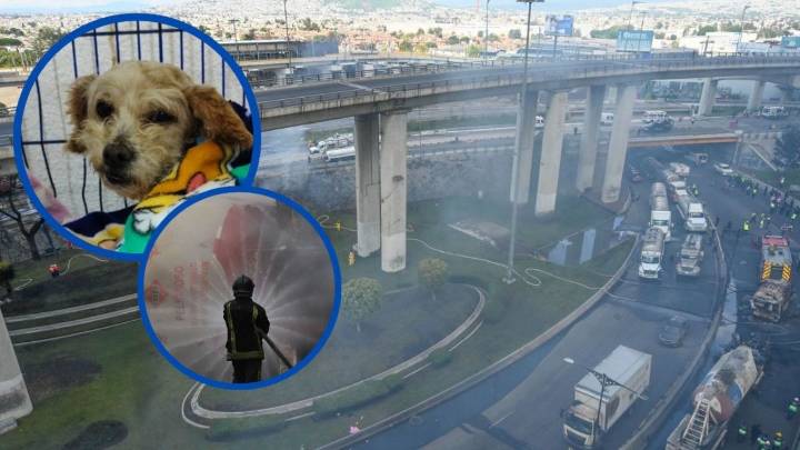 Cereza, la perrita embarazada que sobrevivió a la explosión de pipa en Iztapalapa: "Sucedió un milagro"