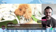 Ricardo Moure, sobre la pastilla para alargar la vida a los perros: "La han probado en ratones y la ha aumentado en un 30%"