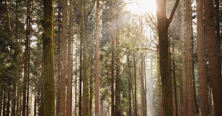 Stunning Midlands woodland walk to open for the first time in 1,000 years