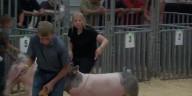 Brain cancer survivor and Centura FFA member finds strength in the show ring