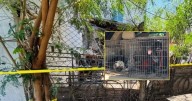 Por un descuido de su abuelo, bebé de 6 meses muere atacado por dos perros en Matamoros