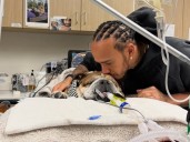Dolor en la Fórmula 1: Lewis Hamilton reveló que su perro Roscoe se encuentra en coma: "Ya no sé si va a despertar"