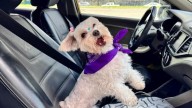 Movilidad pet-friendly: Cabify lanza categoría especial para mascotas