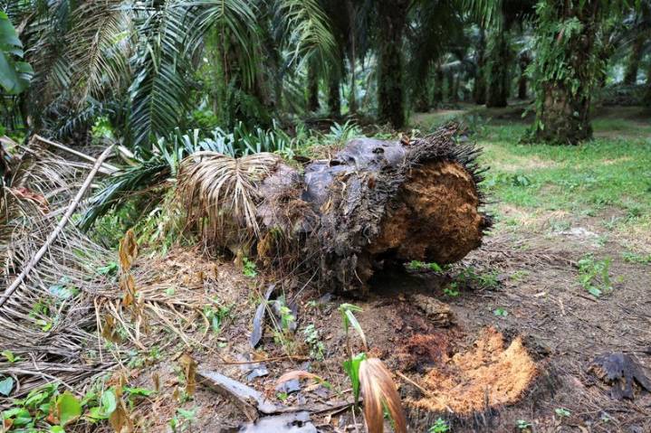 Palm oil yields at risk as Ganoderma appears in earlier planting cycles