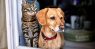Pittsburgh launches redesigned free spay and neuter program for residents