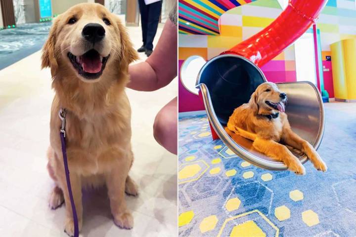 Inside the Life of the Dog Who Calls One of the World's Largest Cruise Ships Home (Exclusive)