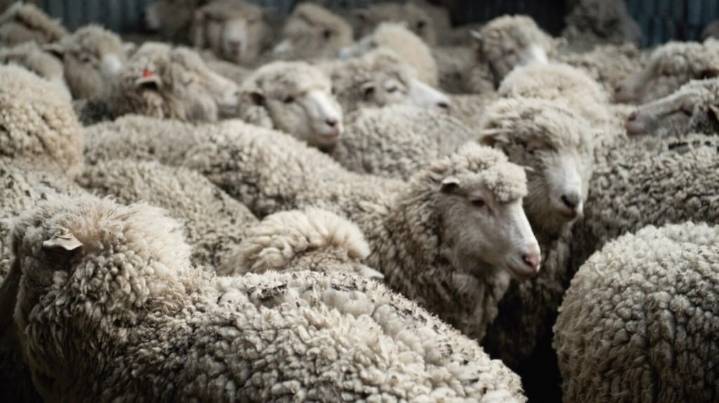 La producción de ovinos se incrementó un 32% en volumen y un 23% en valor con destino a exportación