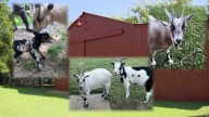 Grand Prairie family devastated after someone shot and killed their four goats, injured dog
