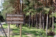 El Plan 'Entrepinos' impulsa el turismo en Covaleda con una pasarela aérea de 300 metros