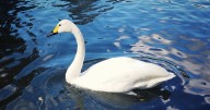 Rare swan which makes strange 'honking' noise spotted in Cambridge