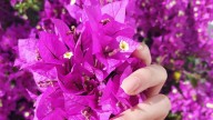 El truco casero de la abuela para revivir una buganvilla y que se llene de flores