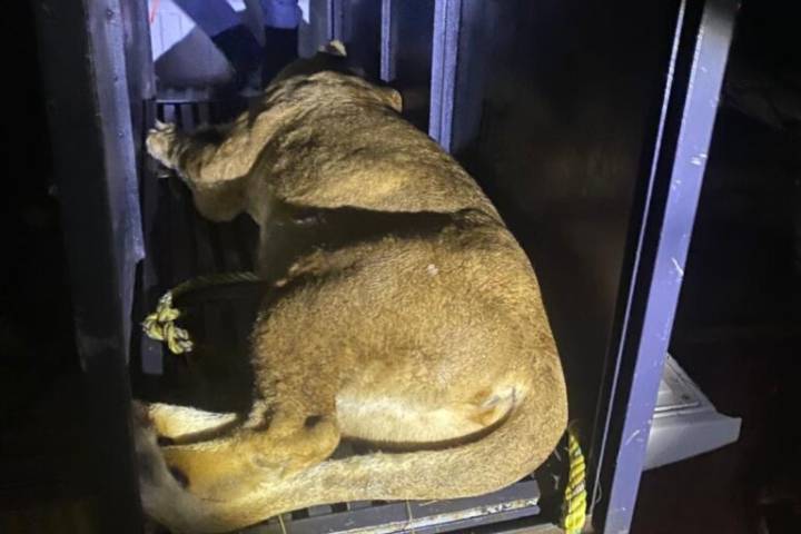 Zoológico de Tulancingo resguarda animales asegurados por Profepa; ¿recibirá a los felinos de Pachuca?