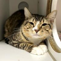 Parish shelter pets