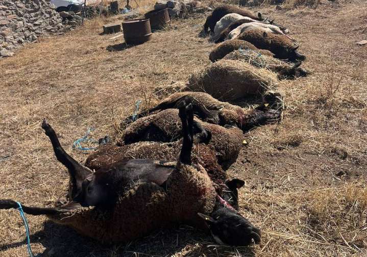 El lobo regresa a Salamanca y mata 19 ovejas en Villaseco de los Gamitos y Gejuelo del Barro