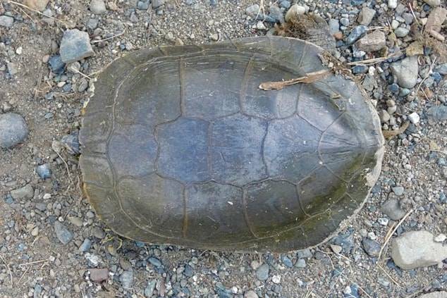 Nanaimo's turtle conservation coming out of its shell with expanded research