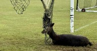 Firefighters rescue tangled deer from football net