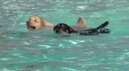 Pooch Plunge returns to Rio Rancho
