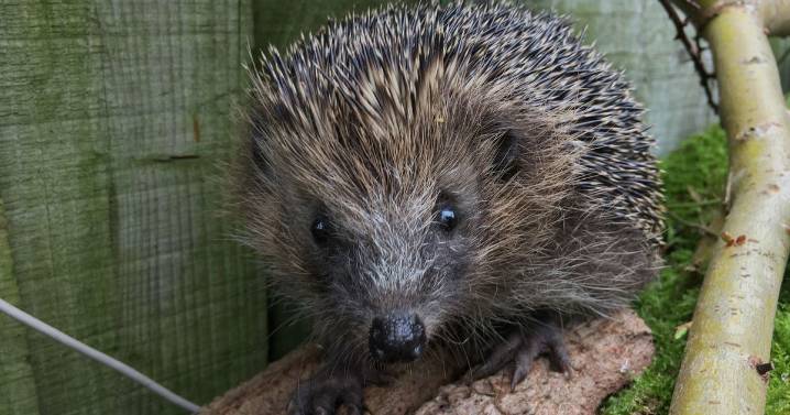 Families urged to take action if they see hedgehogs in garden
