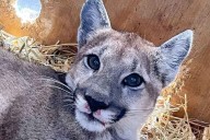 Reincorporan puma a la barranca de Metztitlán