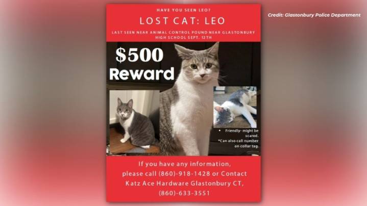 Katz Hardware shop cat found, returned after community outreach