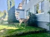 Cleveland Heights council looks at ways to thin the deer herd