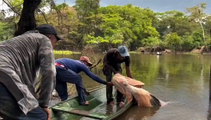 Capturan mítico pez amazónico de 150 kilogramos