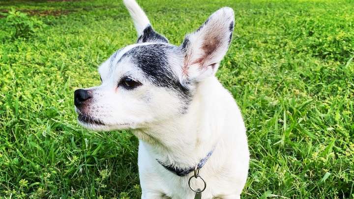 Why is the chihuahua Arizona's most popular dog breed?