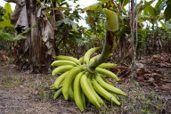Ecuador ya no tiene tanto plátano para exportar a Estados Unidos y Guatemala está ganando ese mercado