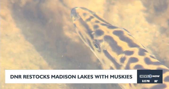 Approximately 2300 muskies released into Madison area lakes