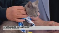 Pet of the Week: Spice