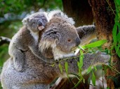 Australia crea el Gran Parque Nacional de los Koalas para evitar su extinción
