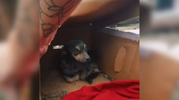 California Puppy Survived In A Small Cardboard Box Until Kind Humans Came