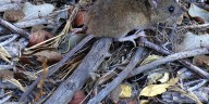 Murió una mujer por hantavirus en Neuquén