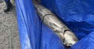 B.C. First Nation investigates sturgeon deaths, with plan to track drifting carcasses