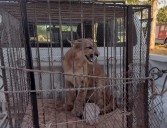 Multaron a un hombre en Cerrillos que ofrecía cuero de animales silvestres por Facebook