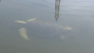 Endangered sea turtles settle in San Gabriel River
