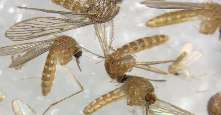 Virus del Nilo: vuelven a detectar mosquitos infectados en tres municipios andaluces