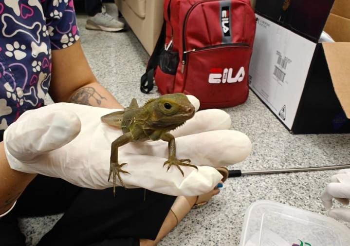 Hyderabad Airport customs seize exotic wildlife from passenger ar...