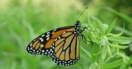 Learn more about monarch butterfly migration, tagging