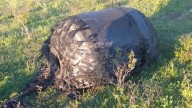 Retiraron el extraño objeto que cayó desde el cielo en un campo de Chaco: las hipótesis
