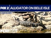 Belle Isle alligator sightings credible, DNR says