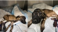 Emaciated puppy found in Philadelphia fighting for his life at N.J. vet hospital