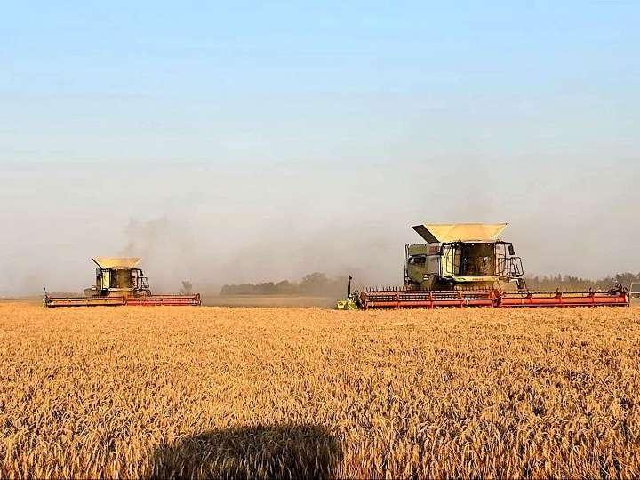 SIEMENS SAYS: Harvest slows as rain brings relief across Manitoba