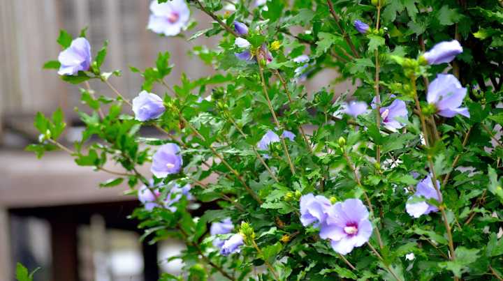 The Downside To Althea Flowers That You Can't Afford To Ignore