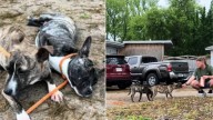 Arkansas Shelter Team Works To Earn The Trust Of Two Scared Little Puppies Abandoned In The Dark