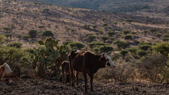 México no ha aplicado los protocolos adecuados para prevenir la plaga de gusano barrenador, critica Agricultura de EU