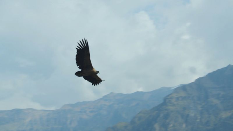 One of the world’s largest flying birds is making a comeback