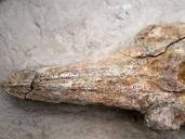 Hallan en Perú fósil de delfín marino de 12 millones de años en Ocucaje