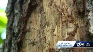 Alabama reintroduces bill to combat pine beetle infestations