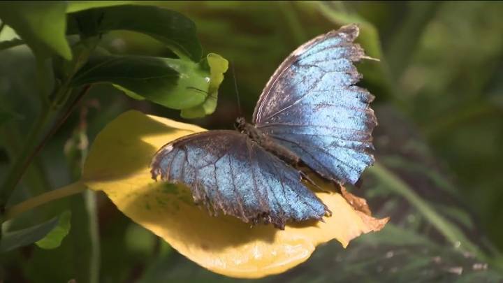 Mass Appeal: The Butterfly Place